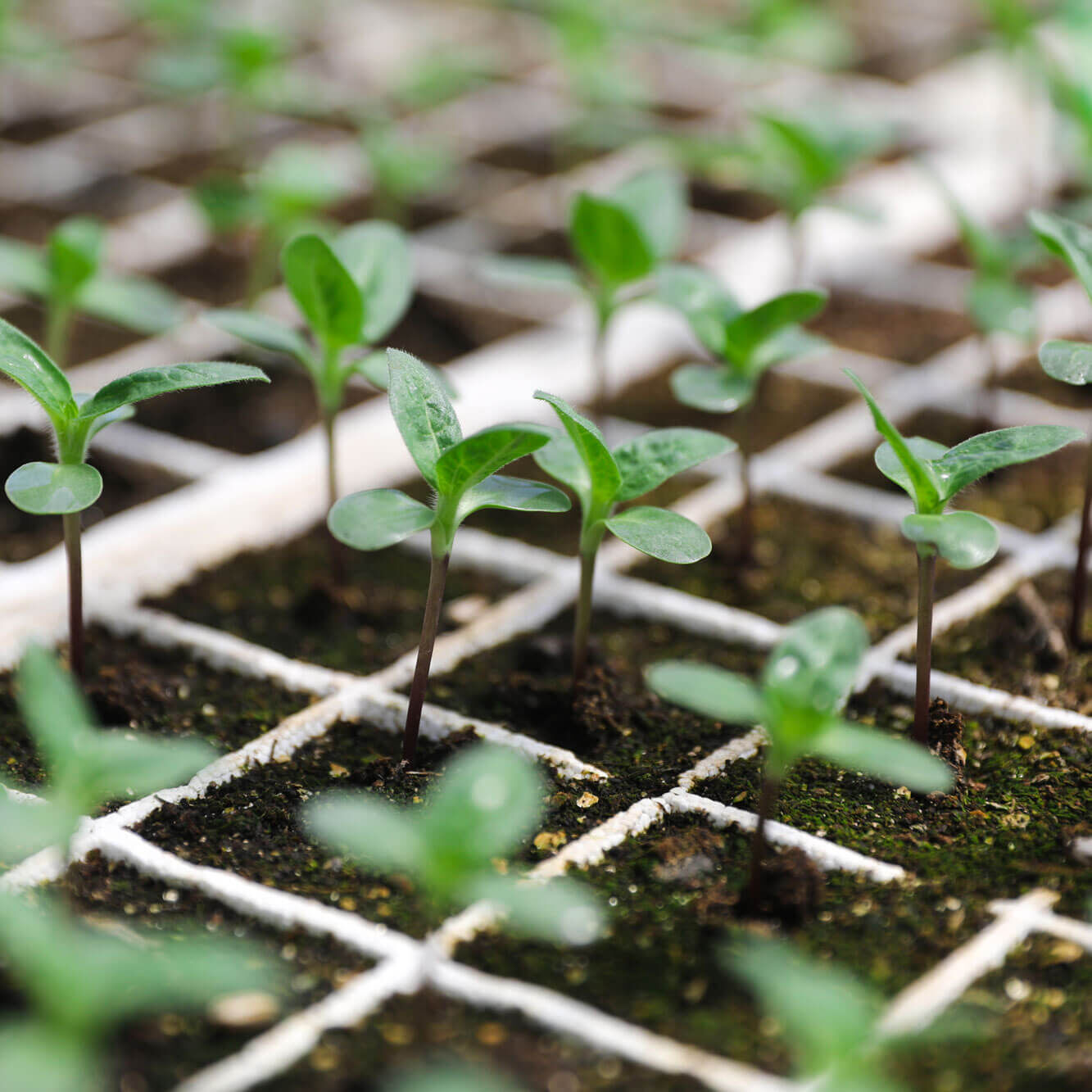 seedlings